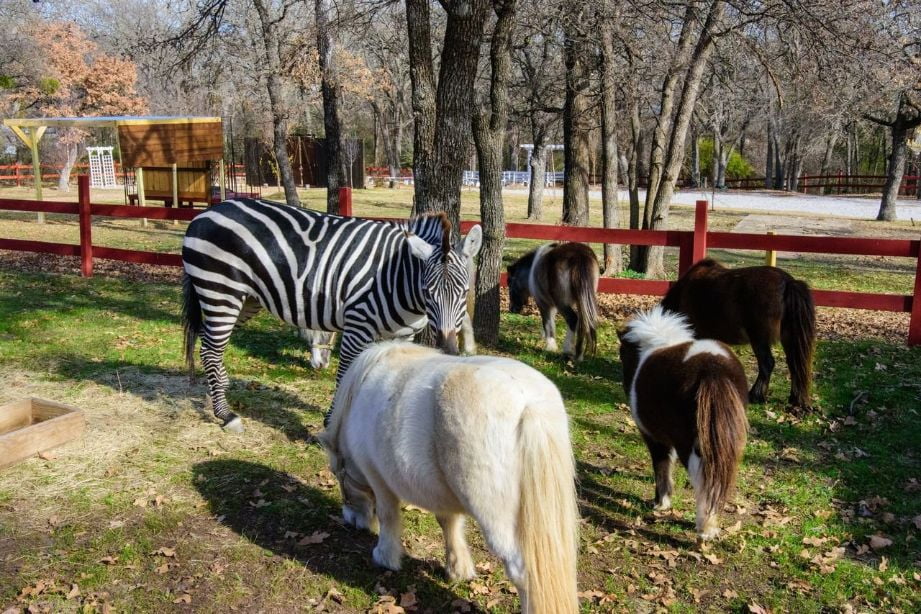 zebra fort wort county memories zebra fort wort county memories