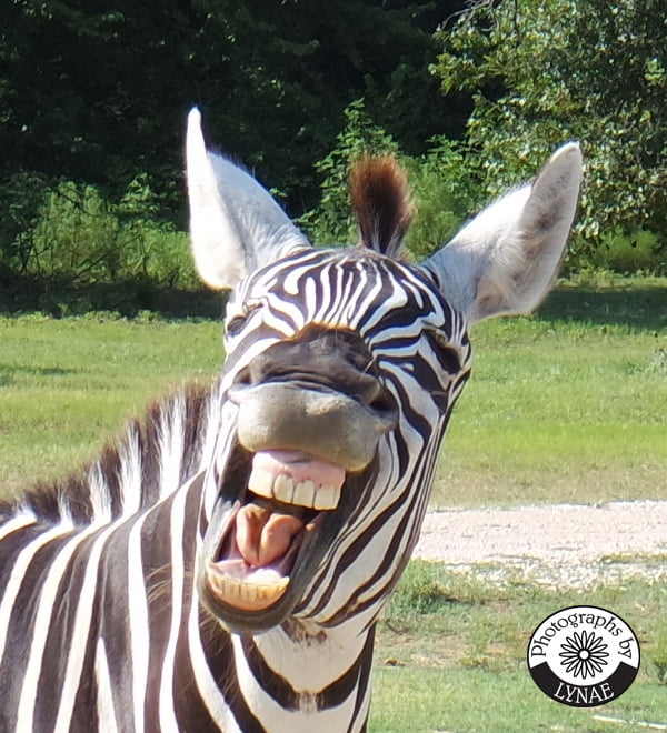 zoe zebra fort worth country memories zoe zebra fort worth country memories
