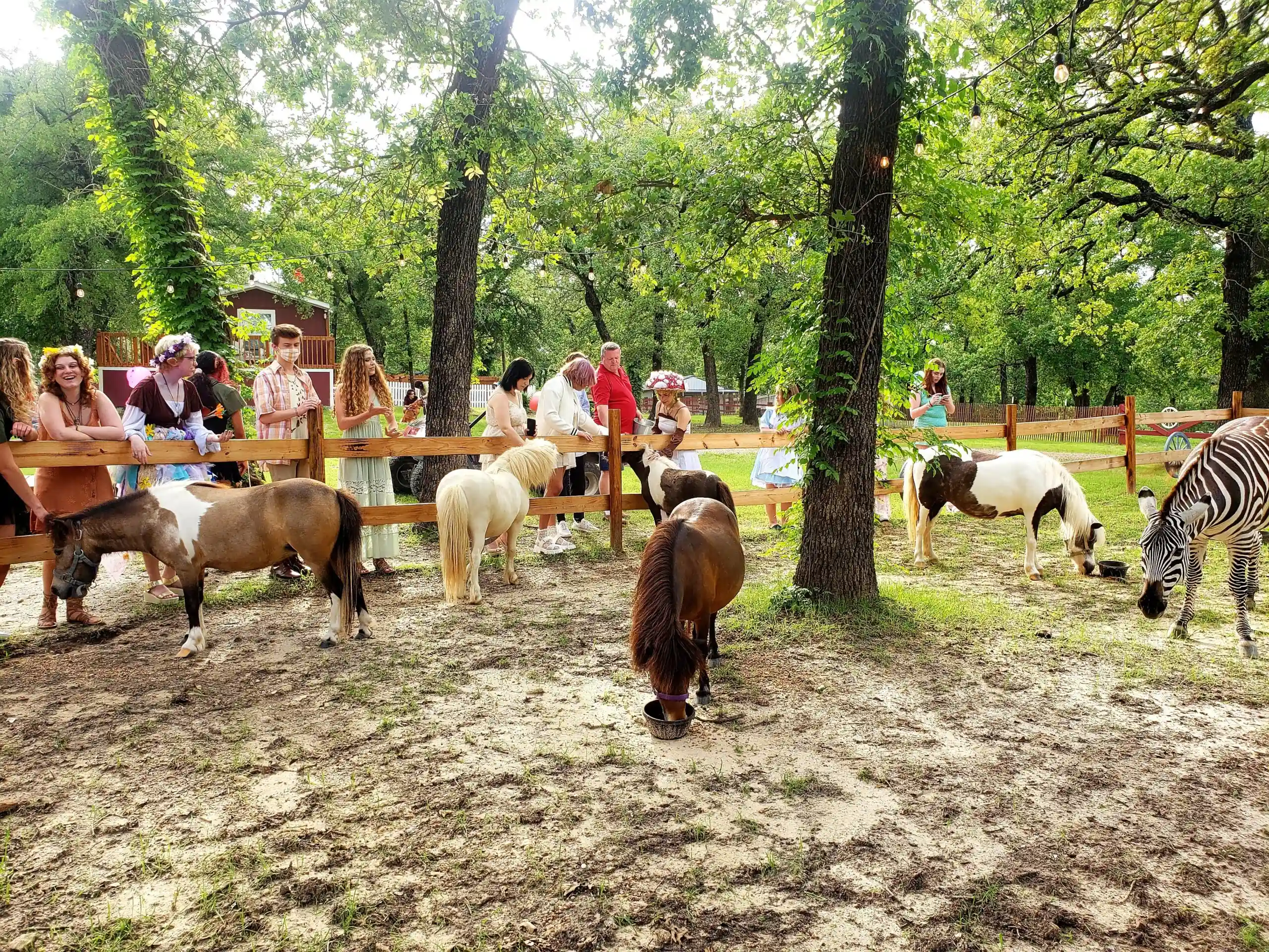 Zoye Zabra & Mini Zoo for private events at Fort Worth Country Memories